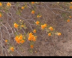 Chuquiraga avellanedae