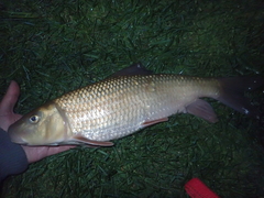 Moxostoma erythrurum