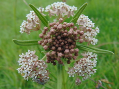 Asclepias mexicana