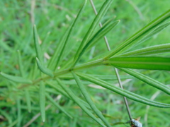 Asclepias mexicana