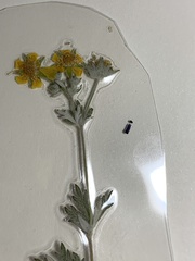 Potentilla intermedia