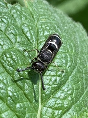 Euodynerus schwarzi