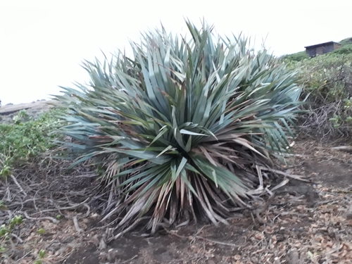 Pandanus vandermeeschii, photograph 3