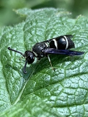 Euodynerus schwarzi