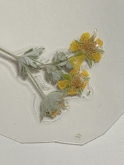 Potentilla intermedia