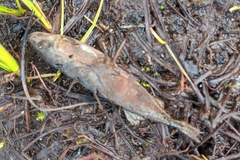 Gasterosteus aculeatus