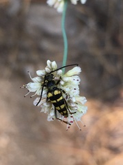 Stenostrophia tribalteata