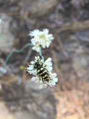 Stenostrophia tribalteata