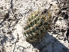 Coryphantha salinensis