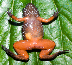 Starry Dwarf Frog photo 2