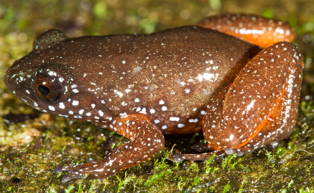 Starry Dwarf Frog