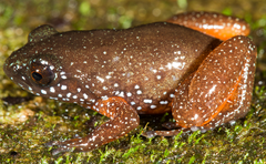 Starry Dwarf Frog photo 1