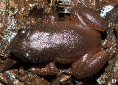 Starry Dwarf Frog photo 3