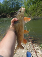 Moxostoma erythrurum