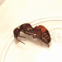 Dasymutilla dionysia