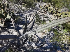 Peniocereus greggii greggii