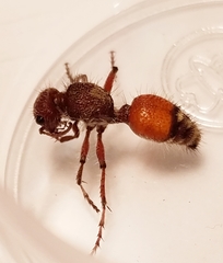 Dasymutilla dionysia