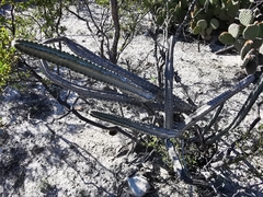 Peniocereus greggii greggii