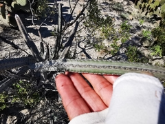 Peniocereus greggii greggii