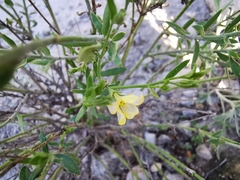 Menodora scabra
