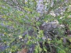 Menodora scabra
