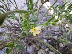 Menodora scabra