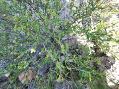 Menodora scabra