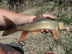 Moxostoma erythrurum