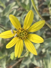 Helianthus niveus