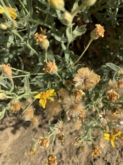 Heterotheca utahensis