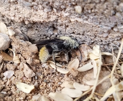 Dasymutilla eminentia