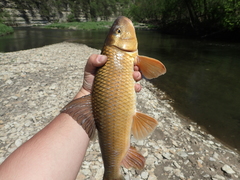 Moxostoma erythrurum