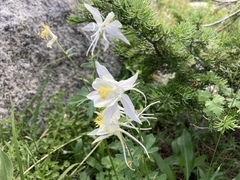 Aquilegia coerulea