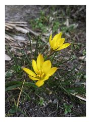 Nothoscordum dialystemon