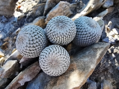 Epithelantha ilariae