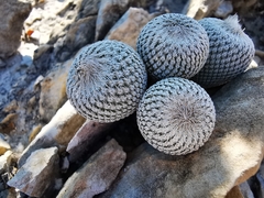 Epithelantha ilariae