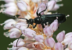 Anoplodera cyanea