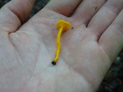 Gloioxanthomyces