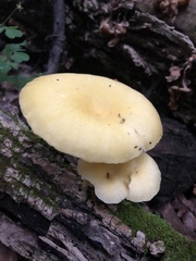 Pleurotus citrinopileatus