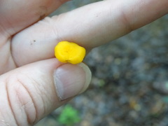 Gloioxanthomyces