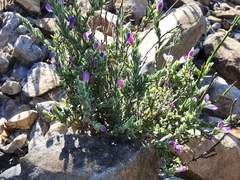 Hebecarpa macradenia