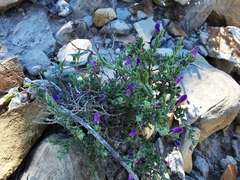 Hebecarpa macradenia