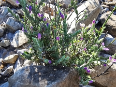 Hebecarpa macradenia