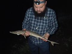 Scaphirhynchus platorynchus