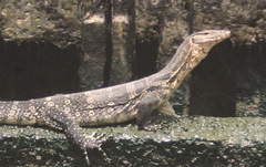 Varanus salvator macromaculatus