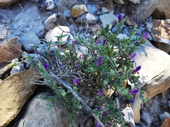 Hebecarpa macradenia