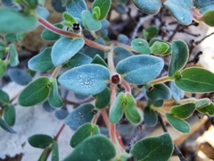 Euphorbia scopulorum