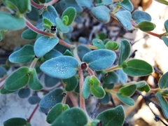 Euphorbia scopulorum