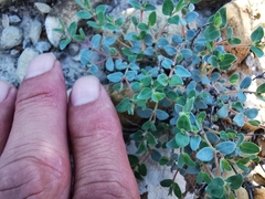 Euphorbia scopulorum