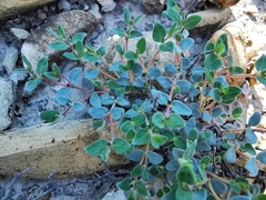 Euphorbia scopulorum